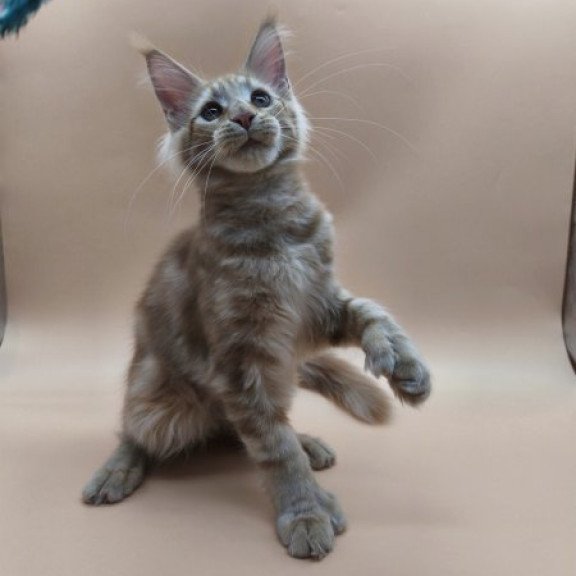 Maine Coon Alva Pan Polydactyl!
