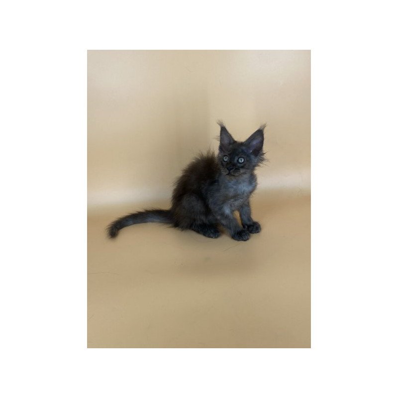 Maine Coon Alva Mars