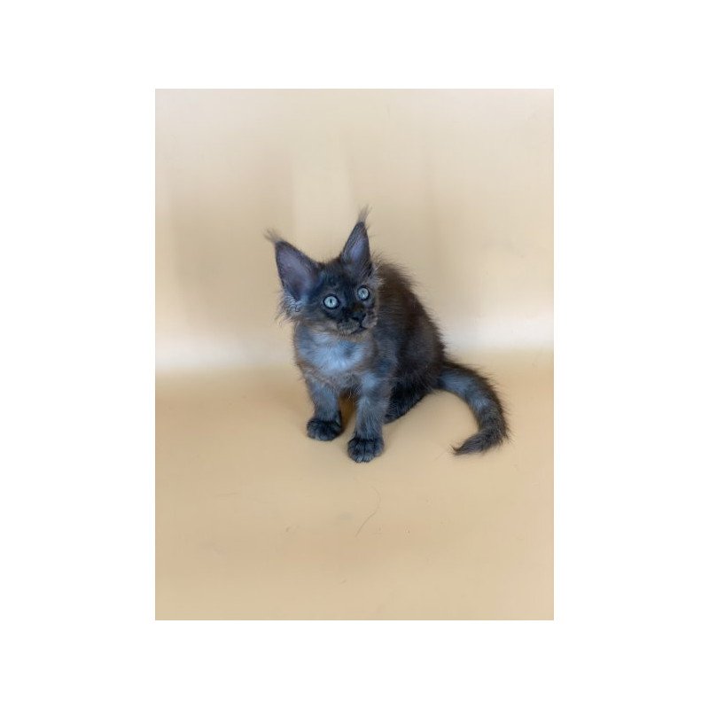 Maine Coon Alva Mars