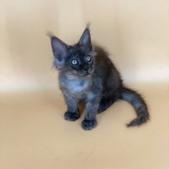 Maine Coon Alva Mars