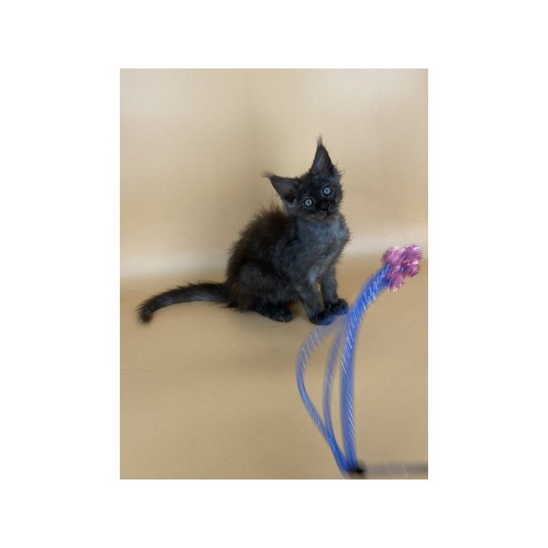 Maine Coon Alva Mars