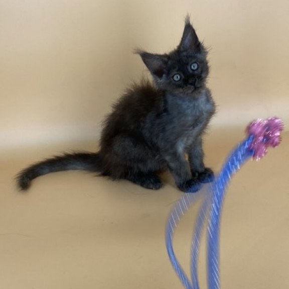 Maine Coon Alva Mars