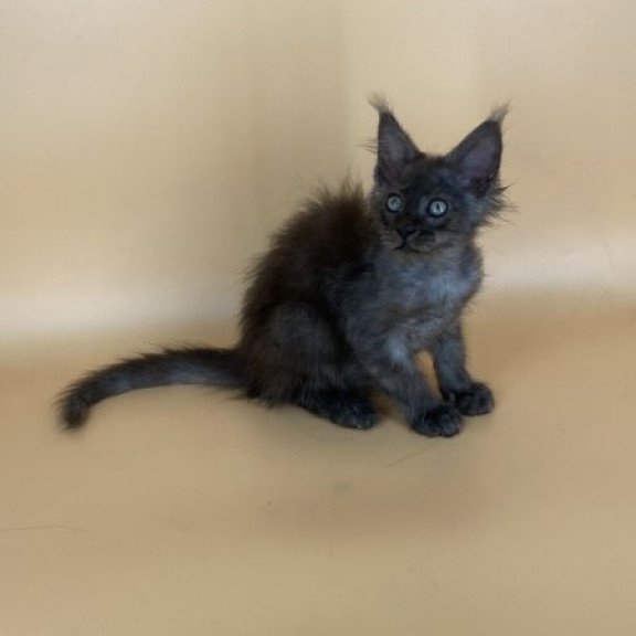 Maine Coon Alva Mars