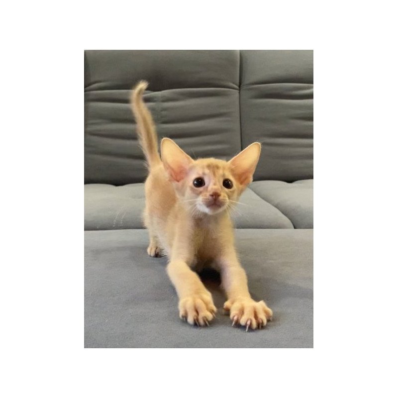 Abyssinian Alva Dobby