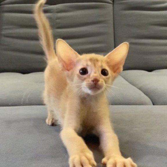 Abyssinian Alva Dobby