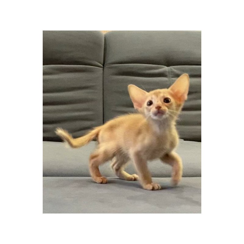 Abyssinian Alva Dobby