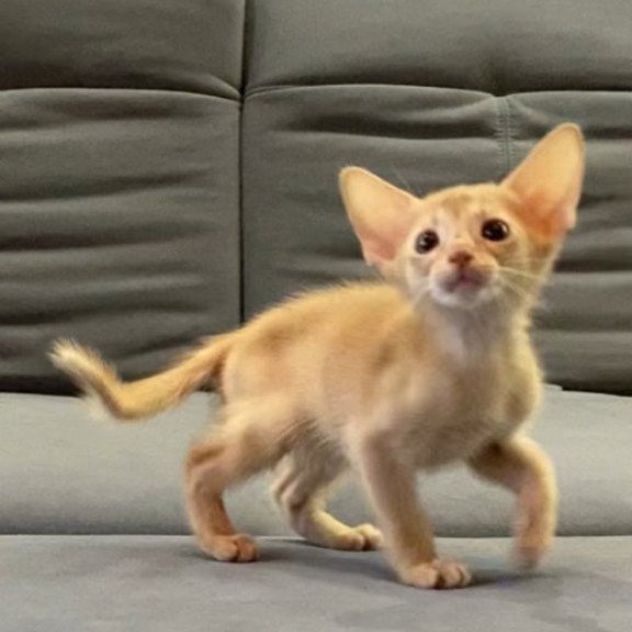 Abyssinian Alva Dobby