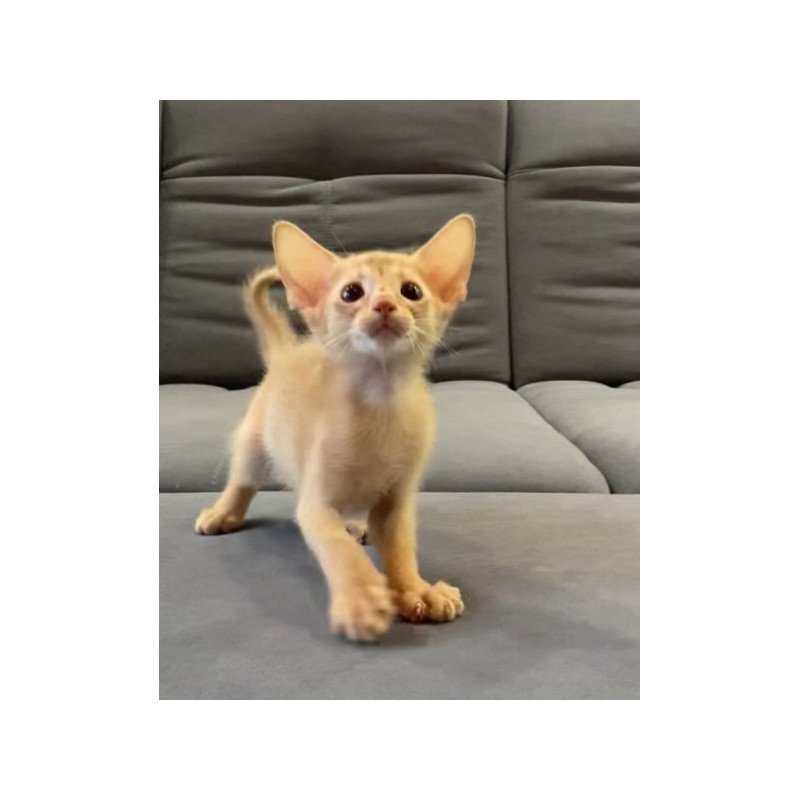 Abyssinian Alva Dobby