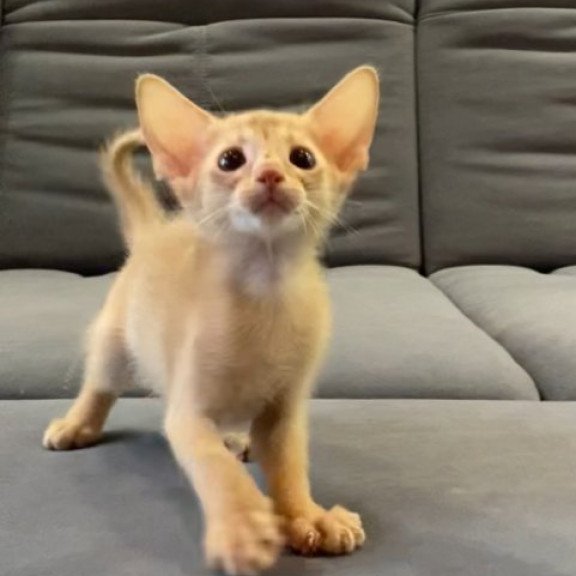 Abyssinian Alva Dobby