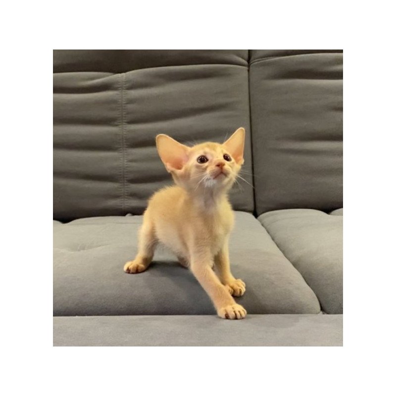 Abyssinian Alva Dobby