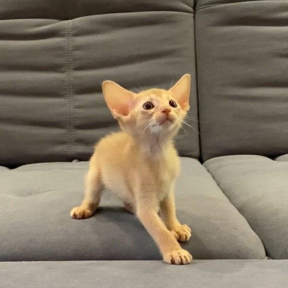 Abyssinian Alva Dobby