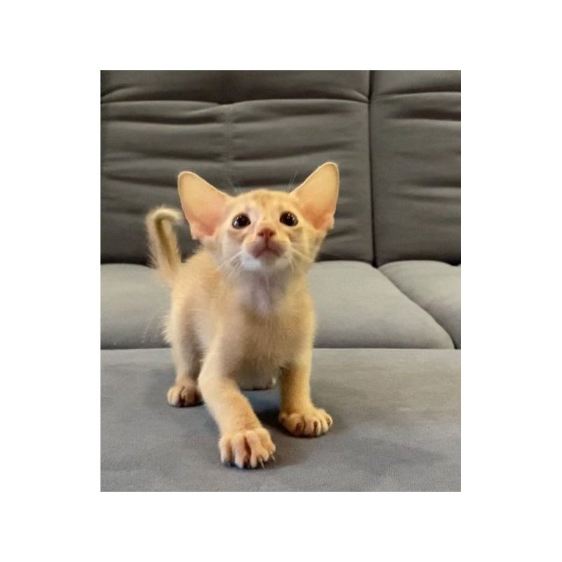 Abyssinian Alva Dobby