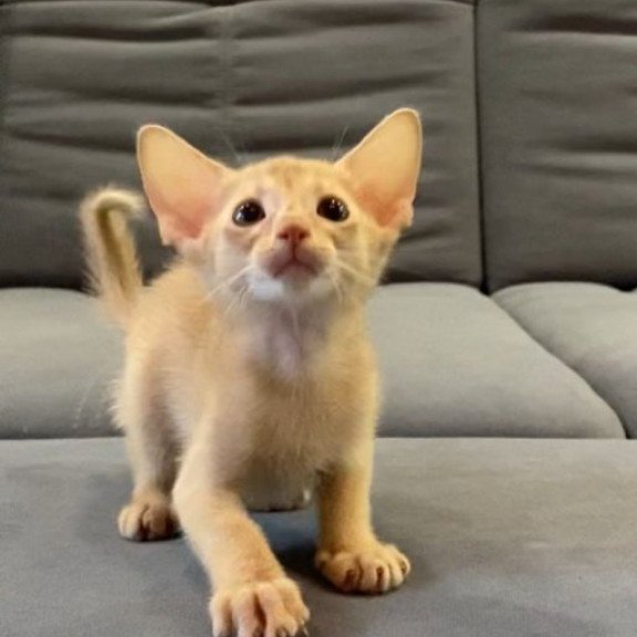 Abyssinian Alva Dobby