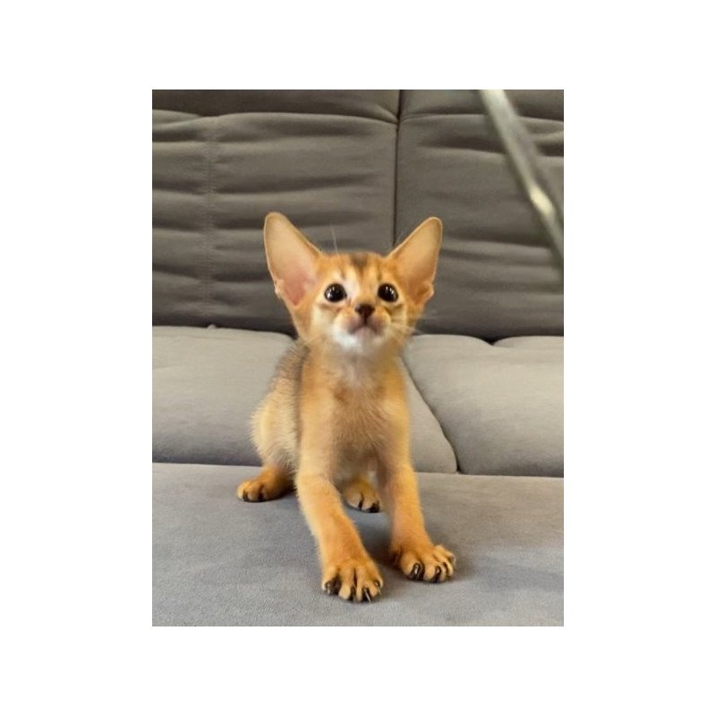 Abyssinian Alva Joker