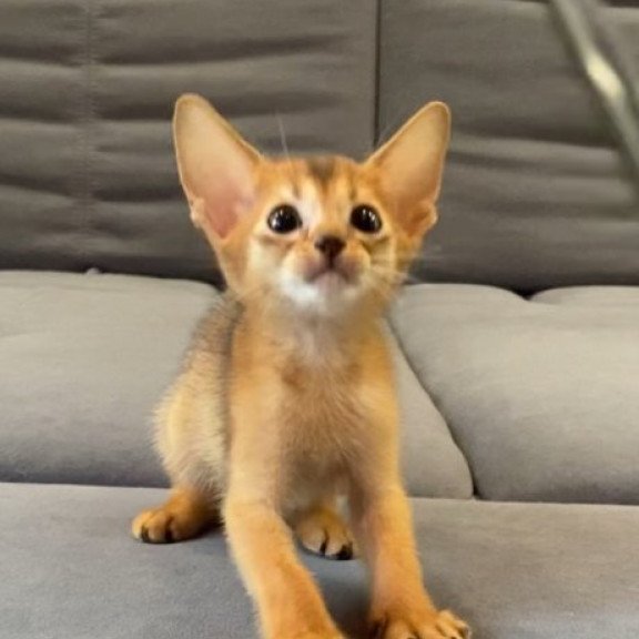 Abyssinian Alva Joker