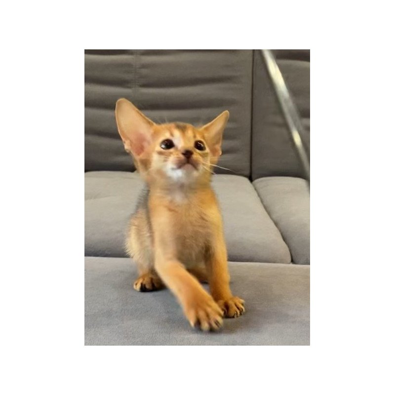 Abyssinian Alva Joker