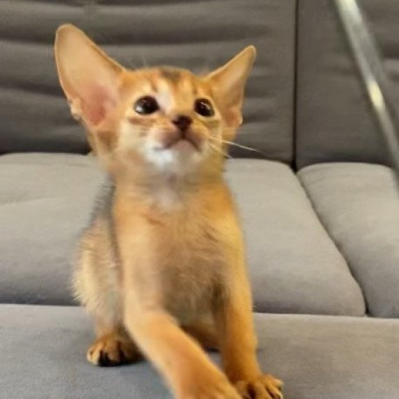Abyssinian Alva Joker