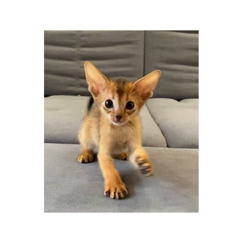 Abyssinian Alva Joker