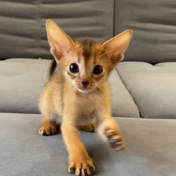 Abyssinian Alva Joker