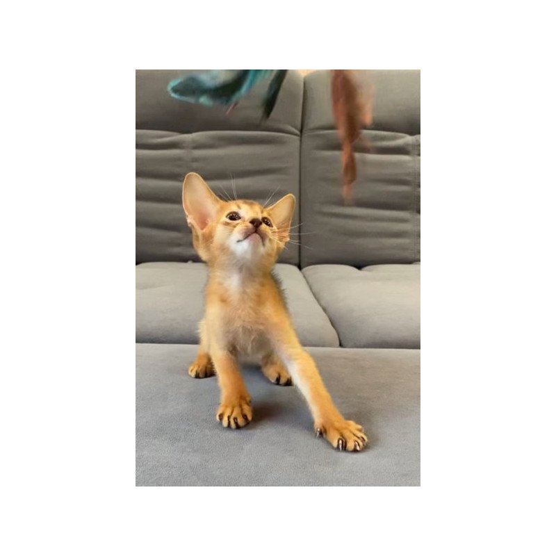 Abyssinian Alva Joker