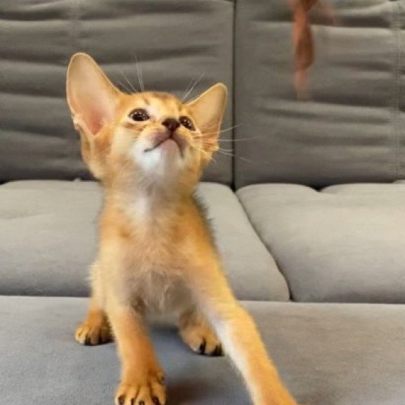 Abyssinian Alva Joker