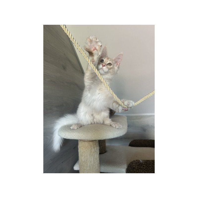 Maine Coon Alva Yunus