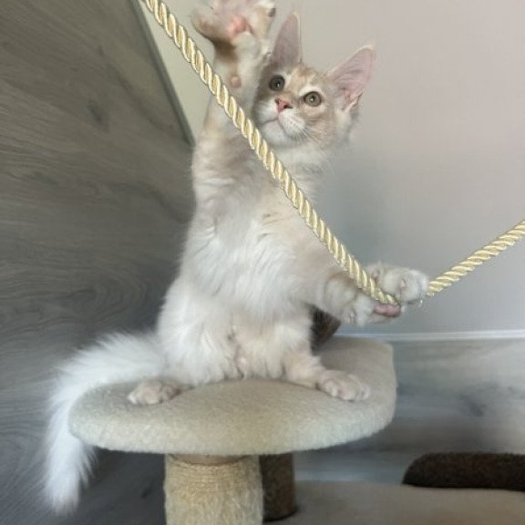 Maine Coon Alva Yunus