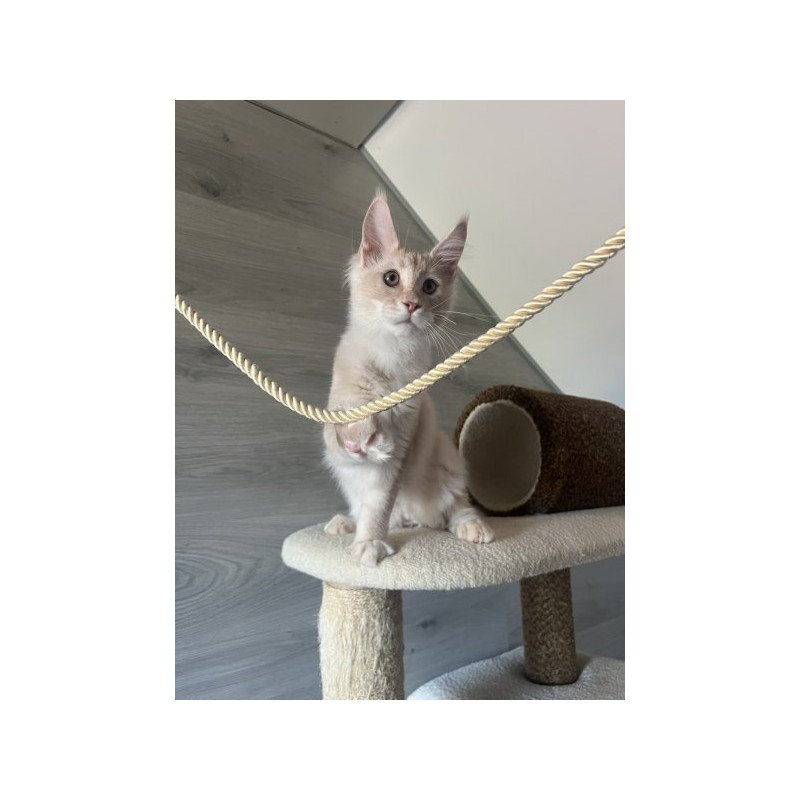 Maine Coon Alva Yunus