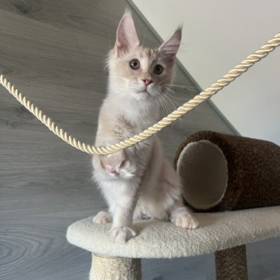 Maine Coon Alva Yunus