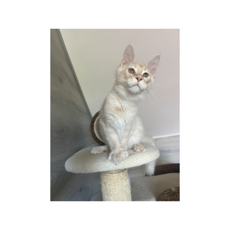 Maine Coon Alva Yunus
