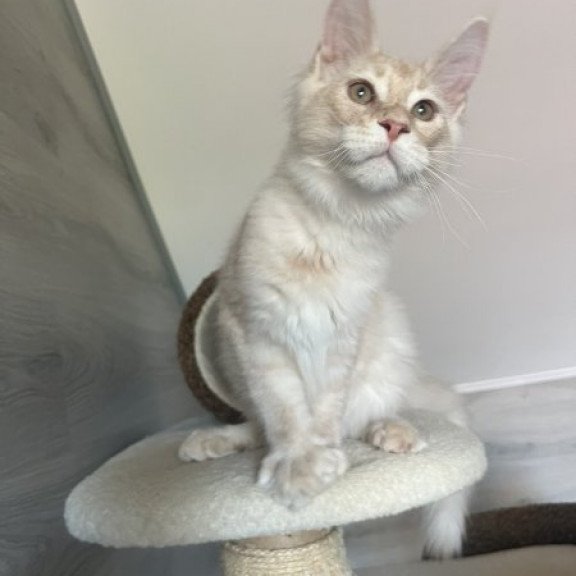 Maine Coon Alva Yunus