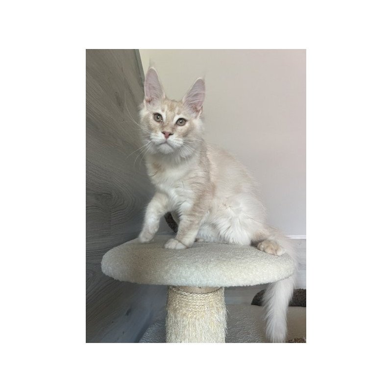 Maine Coon Alva Yunus
