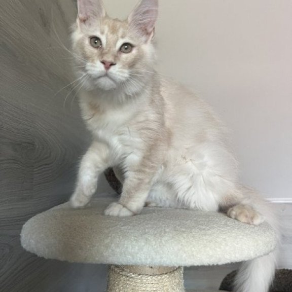 Maine Coon Alva Yunus