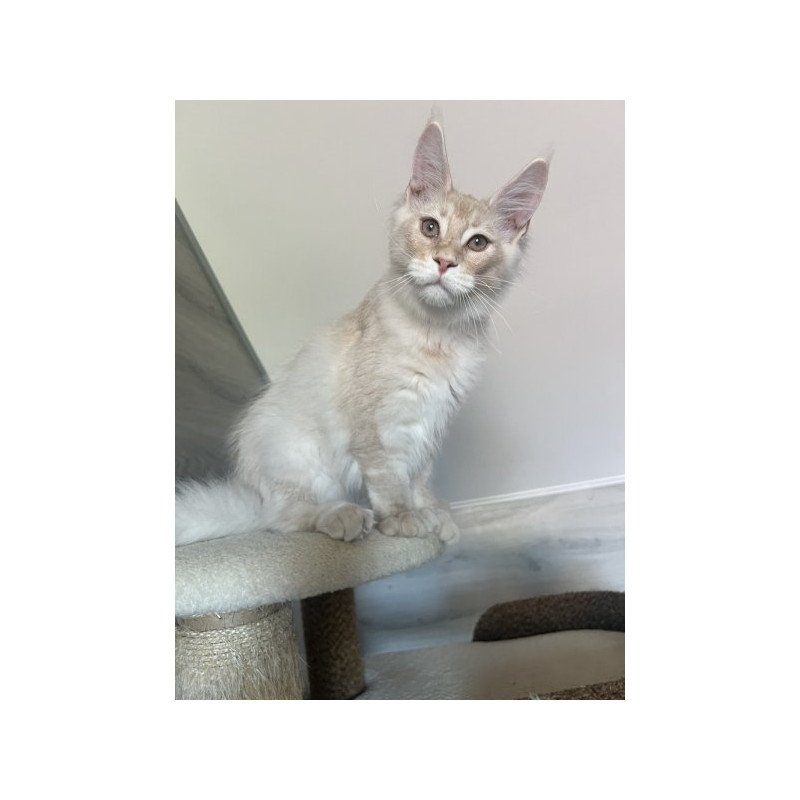 Maine Coon Alva Yunus