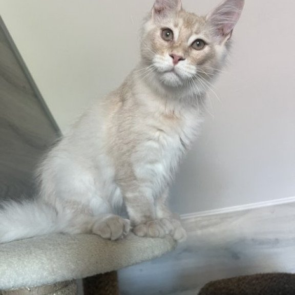 Maine Coon Alva Yunus