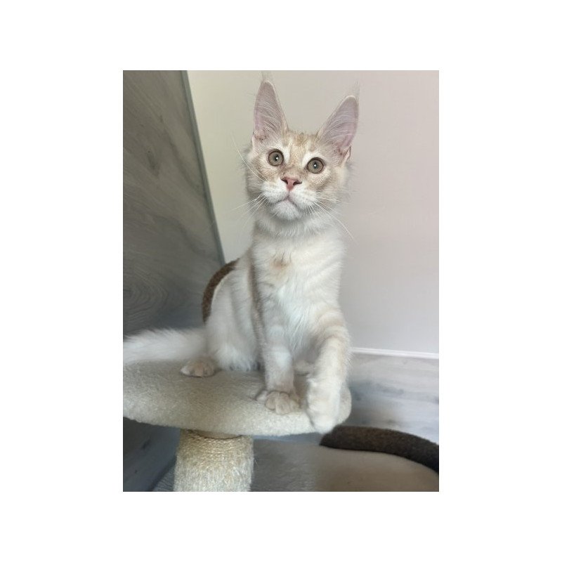 Maine Coon Alva Yunus