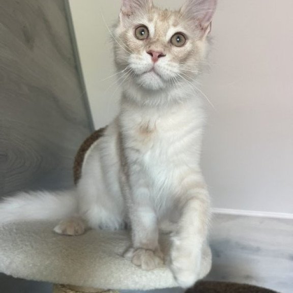 Maine Coon Alva Yunus