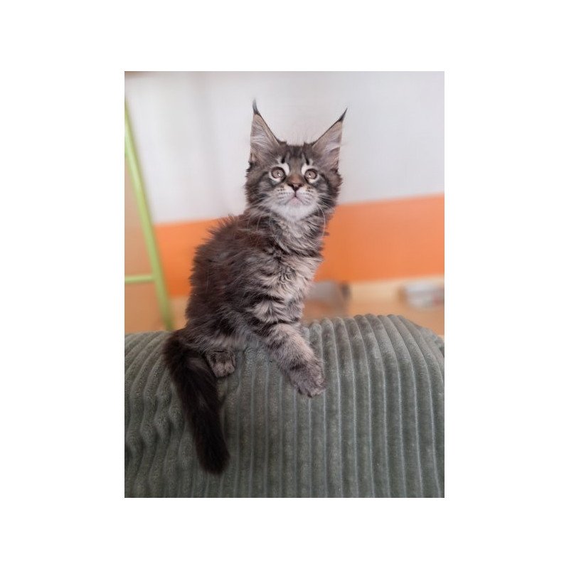 Maine Coon Alva X-Adel