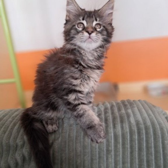 Maine Coon Alva X-Adel