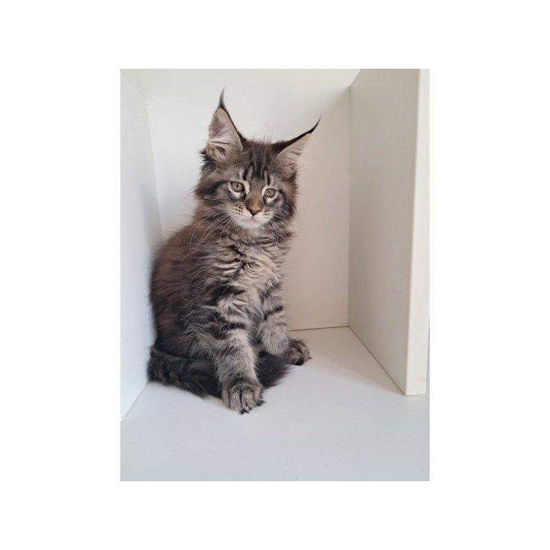 Maine Coon Alva X-Adel