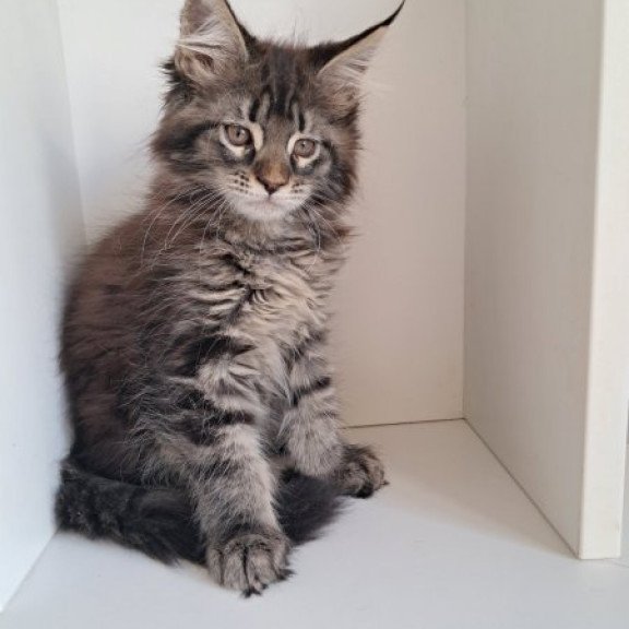Maine Coon Alva X-Adel