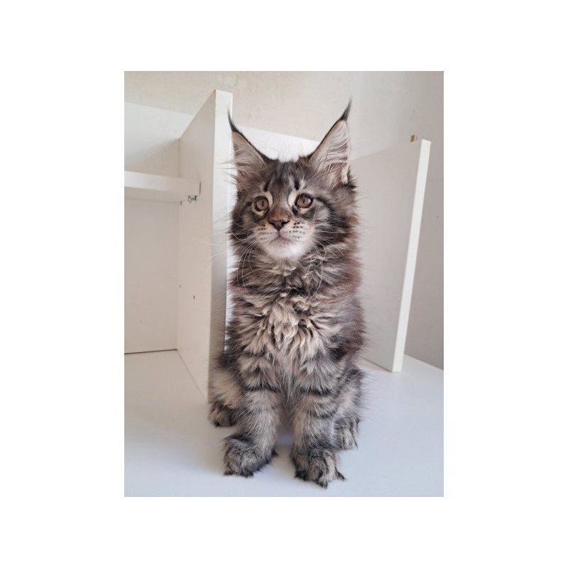 Maine Coon Alva X-Adel