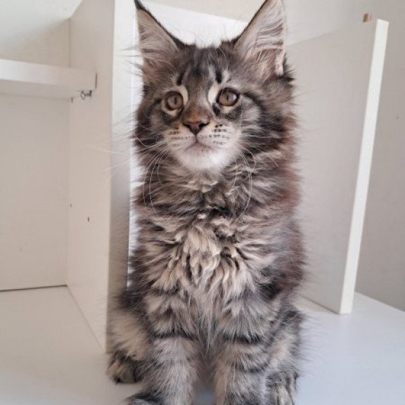Maine Coon Alva X-Adel