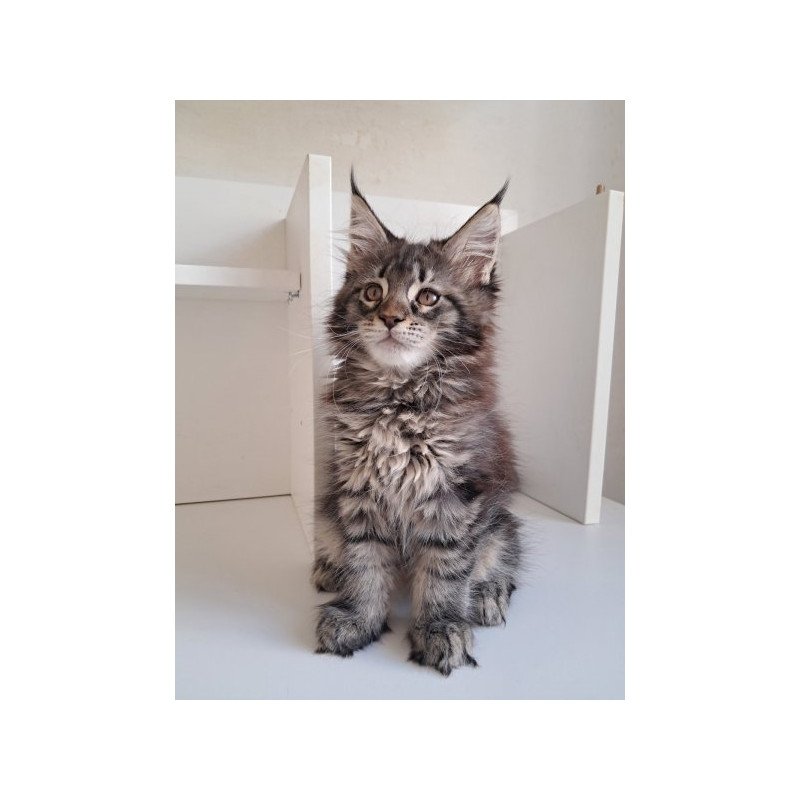 Maine Coon Alva X-Adel