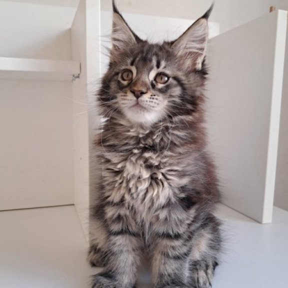 Maine Coon Alva X-Adel