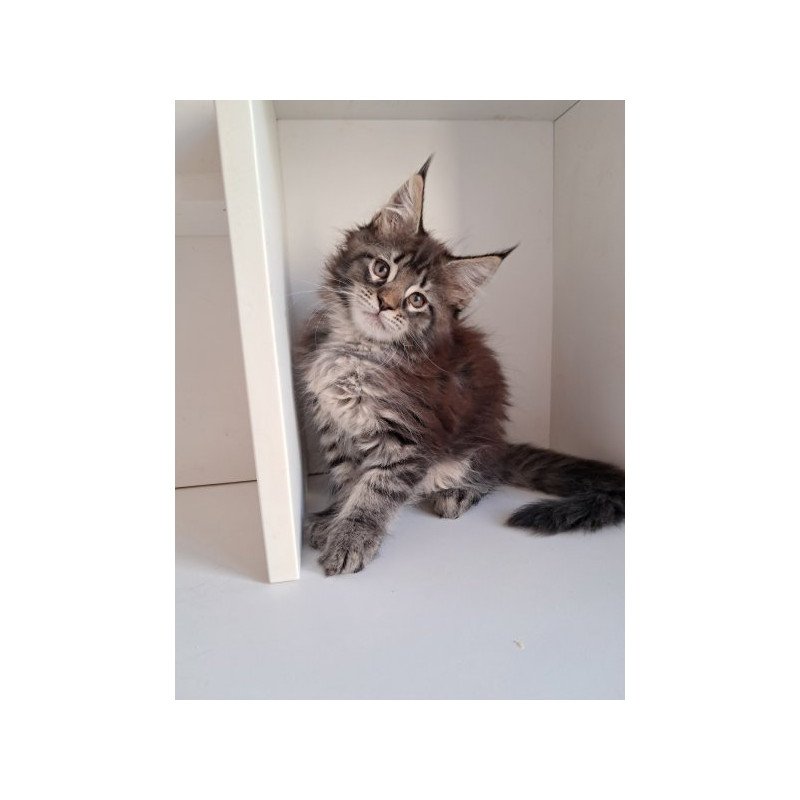 Maine Coon Alva X-Adel
