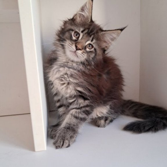 Maine Coon Alva X-Adel