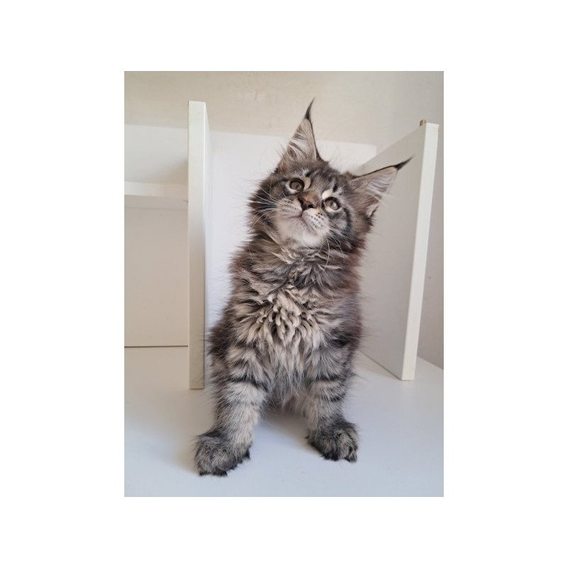 Maine Coon Alva X-Adel