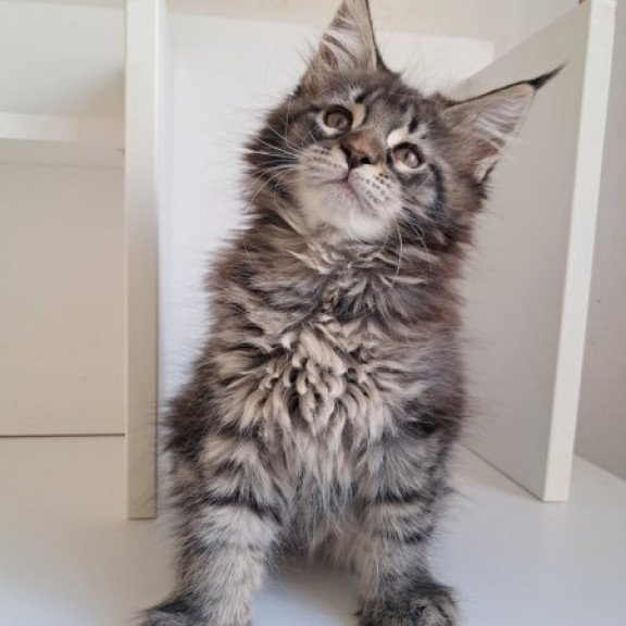 Maine Coon Alva X-Adel