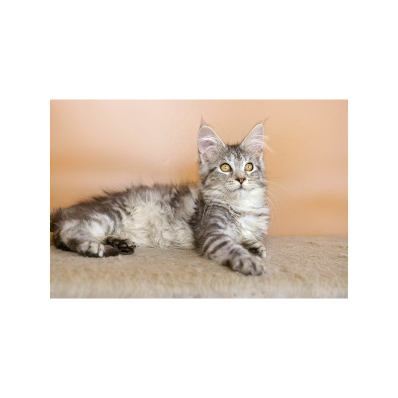 Maine Coon Alva Virginia